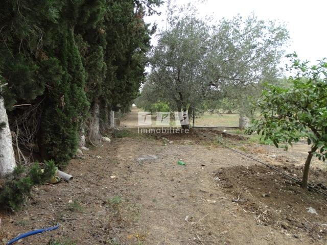 agence immobilière tunisie